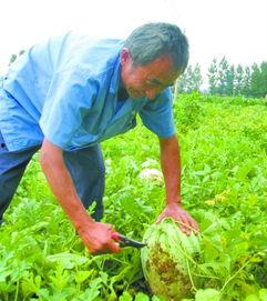 老人地头吃瓜,老人地头吃瓜乐享田园时光