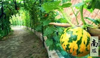 力哥吃瓜摸鱼,揭秘娱乐圈幕后故事