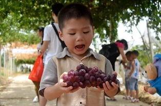 吃瓜看戏玩西瓜