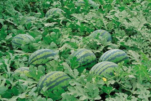 吃瓜卷帘门,一场网络热词背后的文化现象