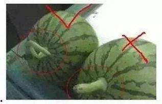 弘石吃瓜,揭秘娱乐圈幕后故事